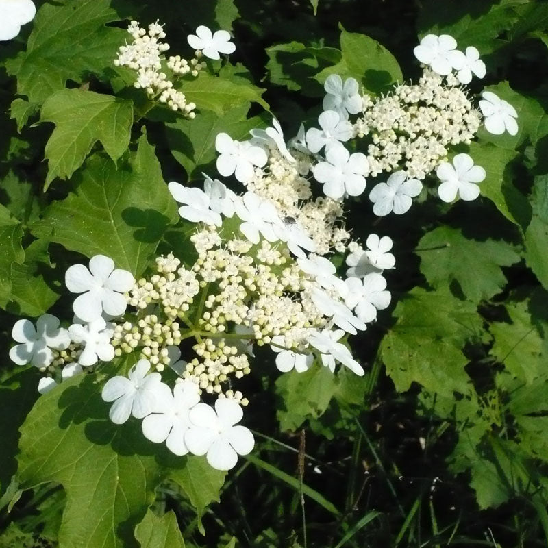Crampbark (Viburnum opulus) (Wildharvested)