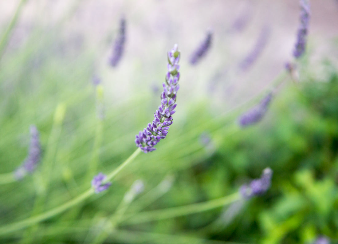 lavender_garden_1