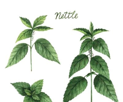 Hand drawn watercolor vector botanical illustration of nettle.
