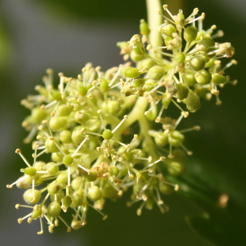 {"loading" => "lazy", "sizes" => nil, "widths" => "165, 360, 535, 750, 1070, 1500"}