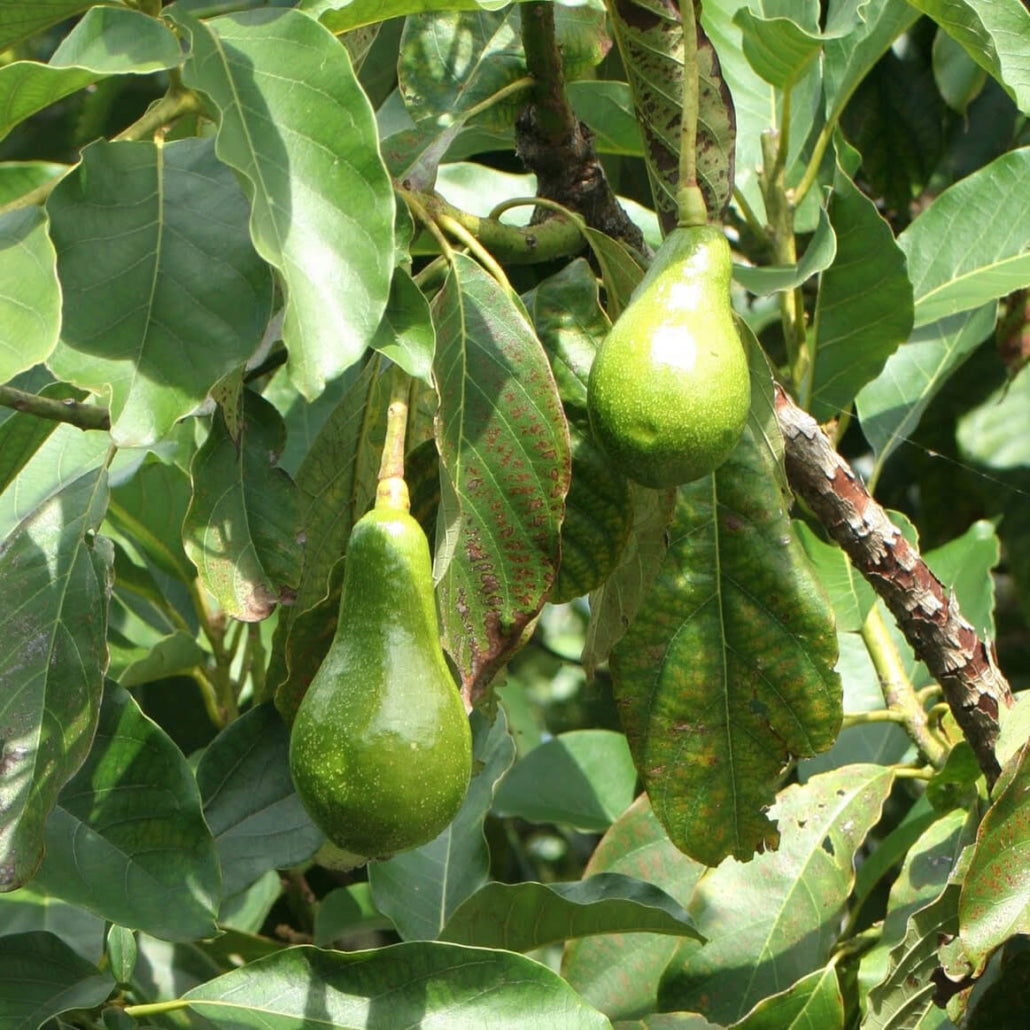 {"loading" => "lazy", "sizes" => nil, "widths" => "165, 360, 535, 750, 1070, 1500"}