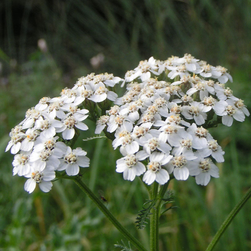 Yarrow (Achillea millefolium)