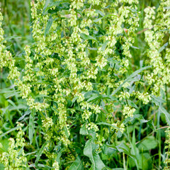 Yellow Dock Root (Rumex crispus)