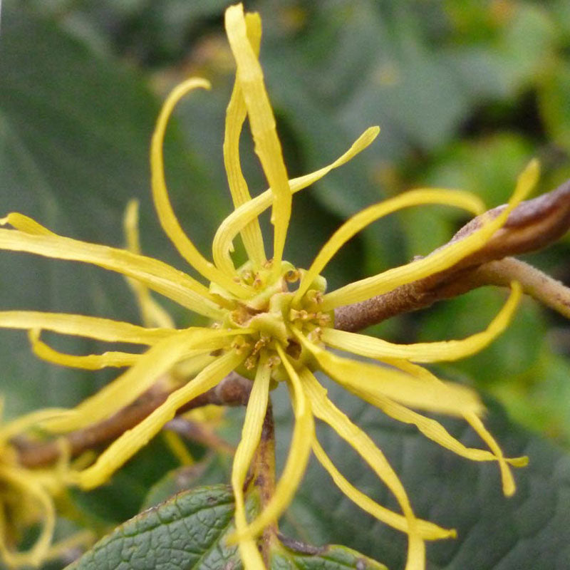 Witch Hazel (Hamamelis virginiana)
