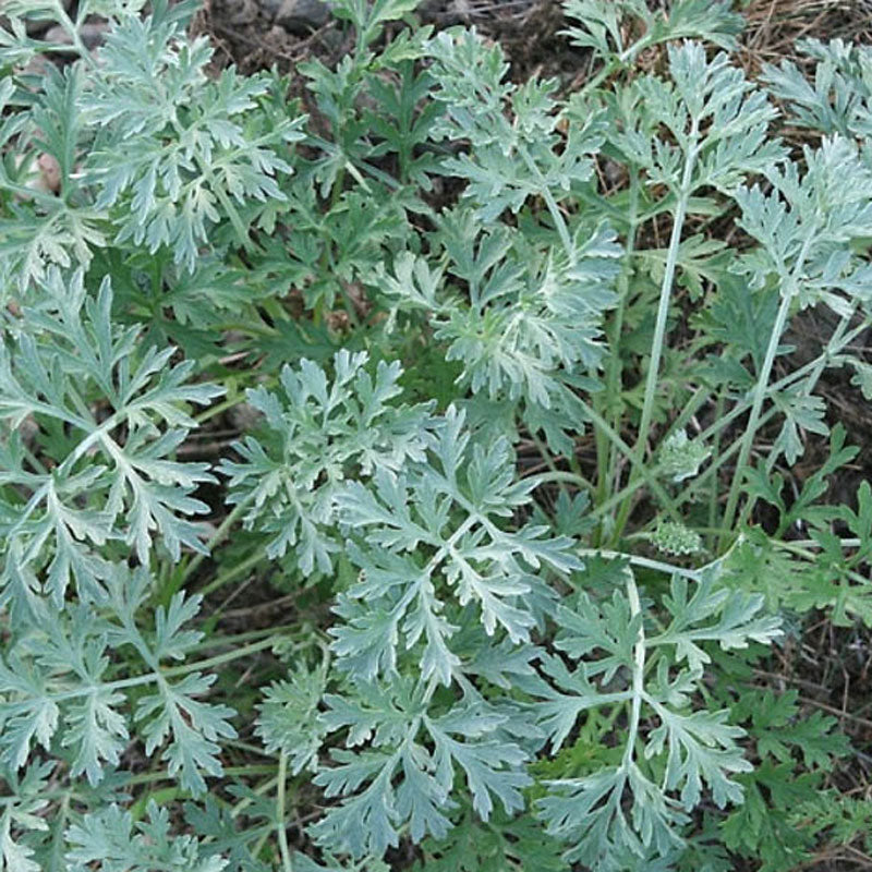 Wormwood (Artemisia absinthum)