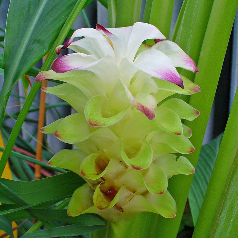 Turmeric Root Powder (Curcuma longa)