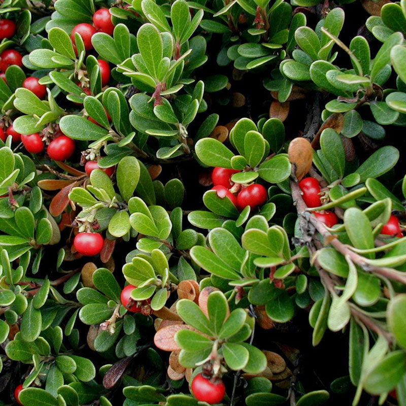 Uva Ursi Leaf (Arctostaphylos uva-ursi)