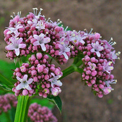 Valerian (Valeriana officinalis)