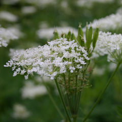 Sweet Cicely Root (Myrrhis odorata)