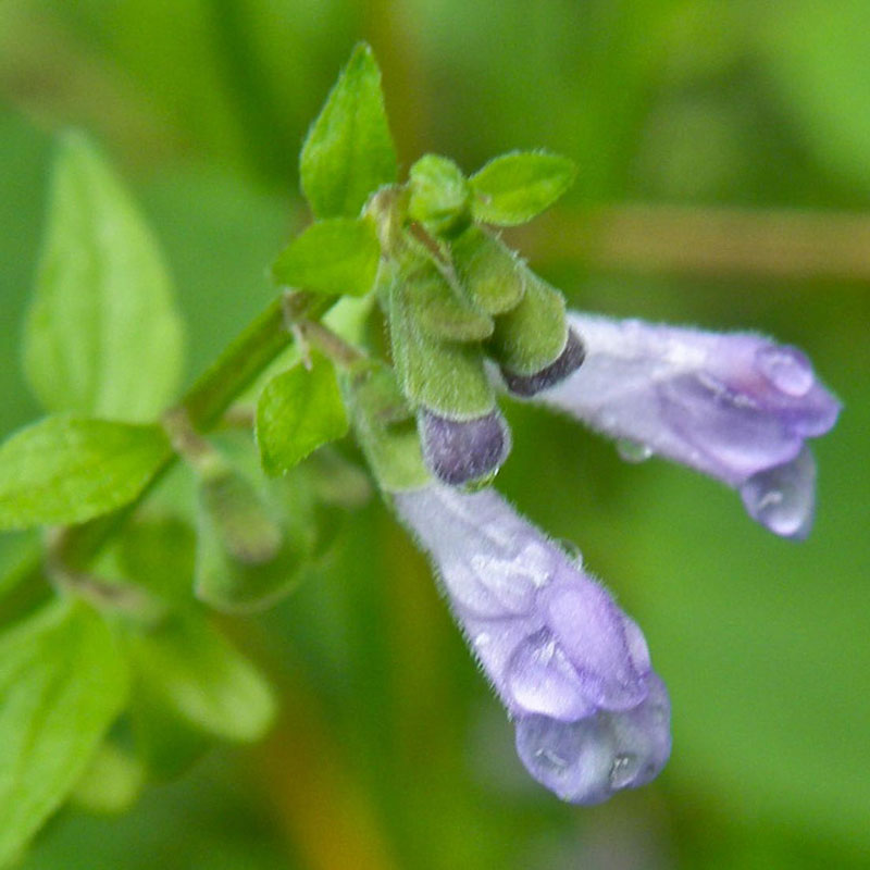 Skullcap (Scutellaria laterifolia)