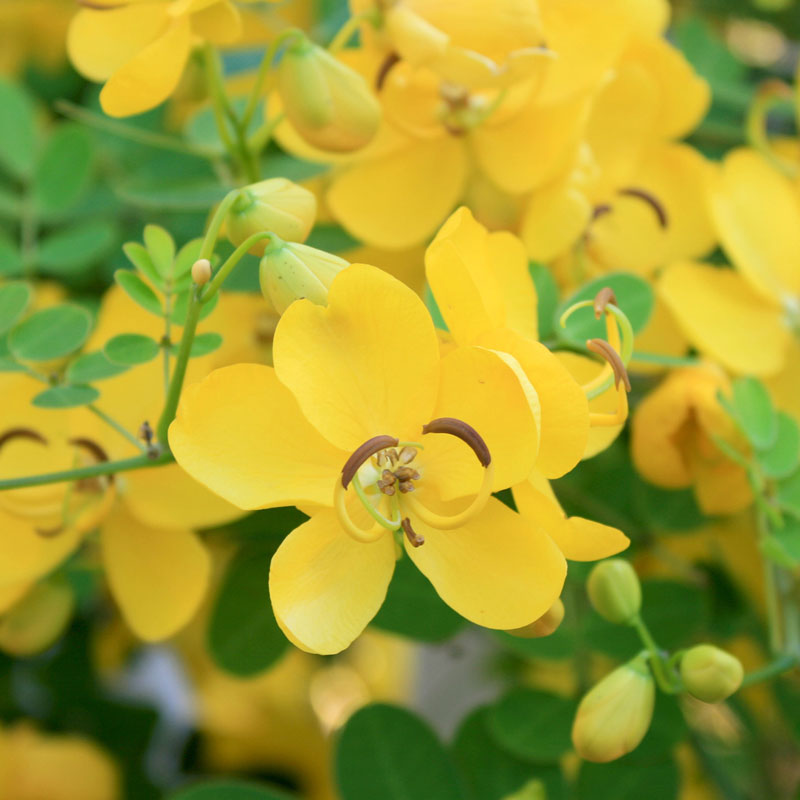 Senna Leaf (Cassia angustifolia)