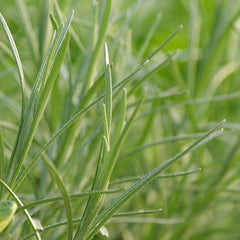 Rosemary (Rosmarinus officinalis)