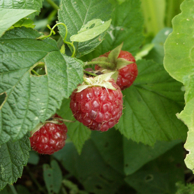 Raspberry Leaf (Rubus idaeus)