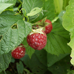 Raspberry Leaf (Rubus idaeus)