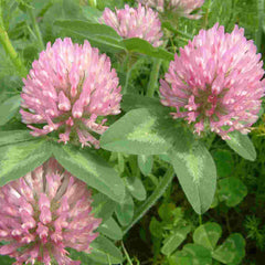 Red Clover (Trifolium pratense)