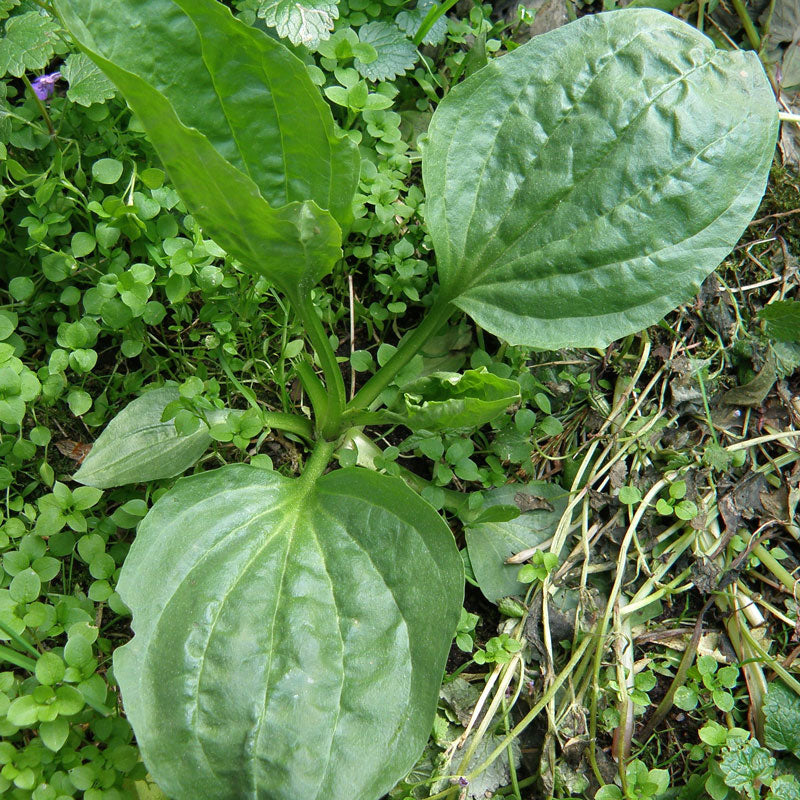 Plantain (Plantago major)