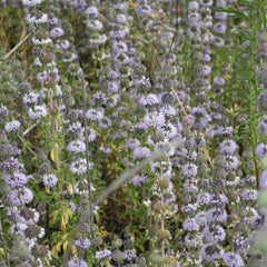 Penny Royal (Mentha pulagium)