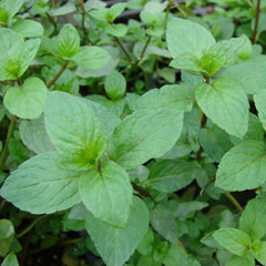Peppermint (Mentha piperita)