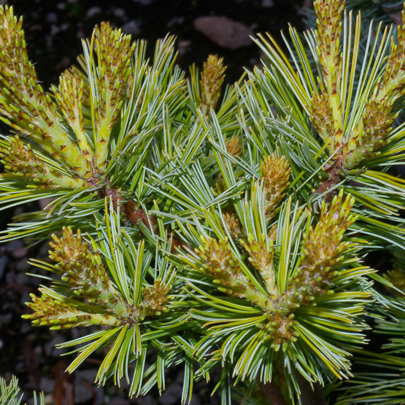 Pine Bark, White (Pinus strobus)