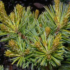 Pine Bark, White (Pinus strobus)