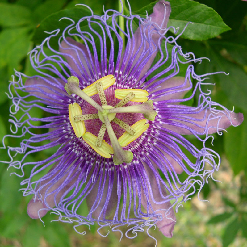 Passion Flower (Passiflora incarnata)