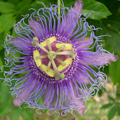 Passion Flower (Passiflora incarnata)