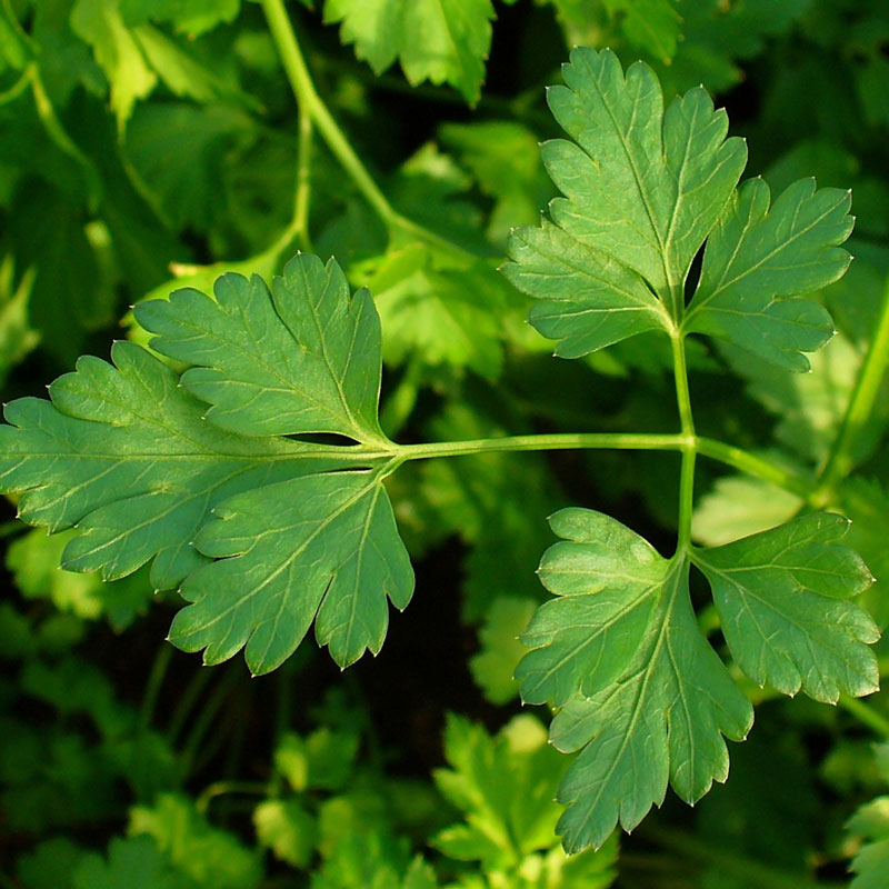 Parsley (Petroselinum crispum)