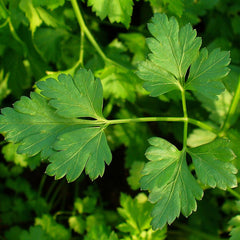 Parsley (Petroselinum crispum)