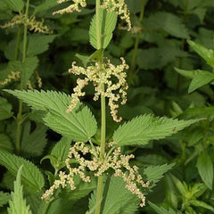 Nettles (Urtica dioica)