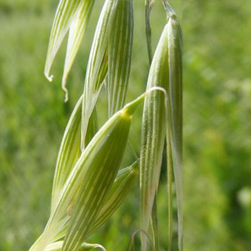 Oat Straw (Avena sativa)