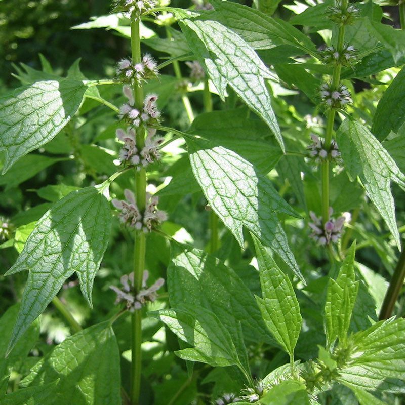 Motherwort (Leonurus cardiaca)