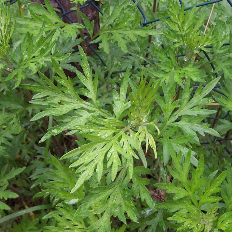 Mugwort (Artemisia vulgaris)