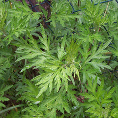 Mugwort (Artemisia vulgaris)