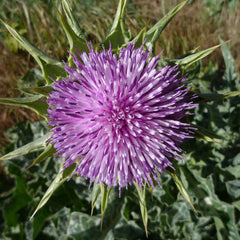 Milk Thistle Seed (Silybum marianum)