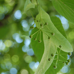 Linden (Lime) Flowers (Tilia cordata)