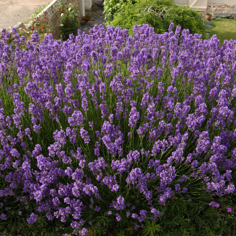 Lavender (Lavandula angustifolia)