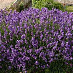 Lavender (Lavandula angustifolia)