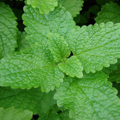 Lemon Balm (Melissa officinalis)