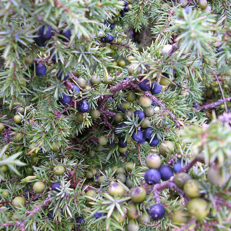 Juniper Berries (Juniperis communis)