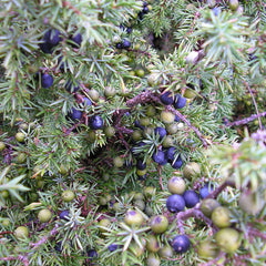 Juniper Berries (Juniperis communis)