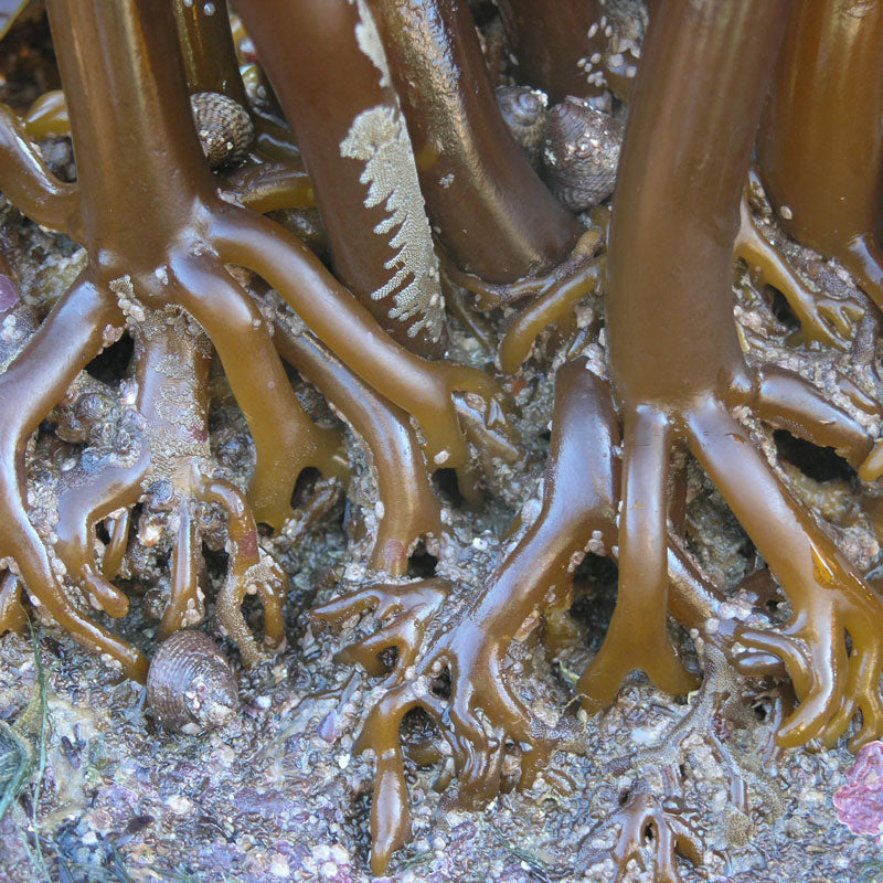 Kelp, Powder (Laminaria digitata)
