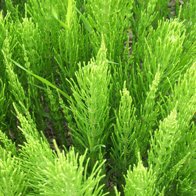 Horsetail (Equisetum arvense)