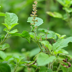 Holy Basil (Ocimum sanctum)