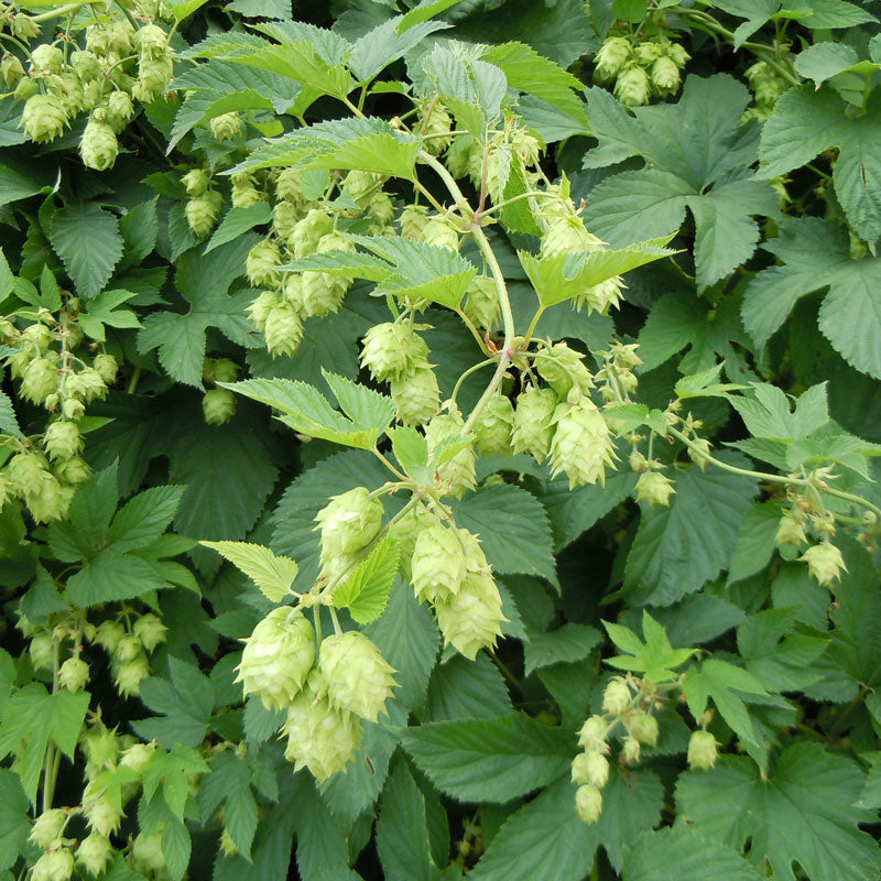 Hops (Humulus lupulus)