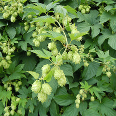 Hops (Humulus lupulus)