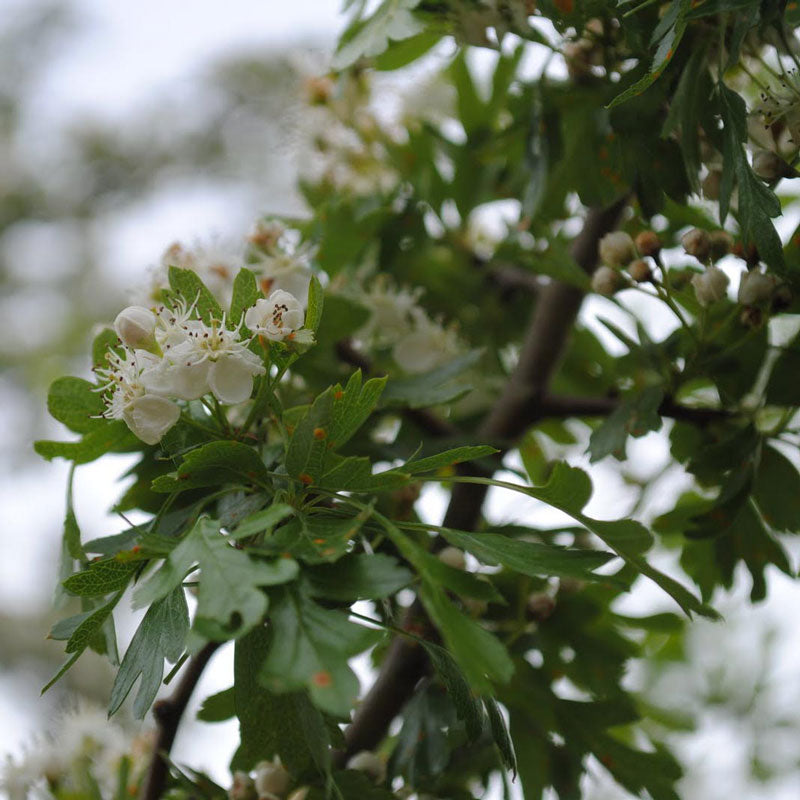 Hawthorn Leaf (Crataegus oxyacanthoides)