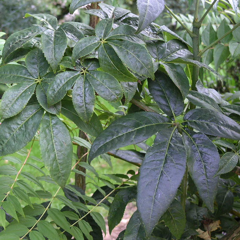 Ginseng Root, Powder (Eleutherococcus senticosus)