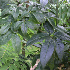 Ginseng Root, Powder (Eleutherococcus senticosus)