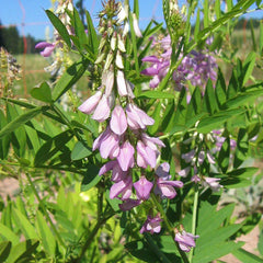 Goat's Rue (Galega officinalis)