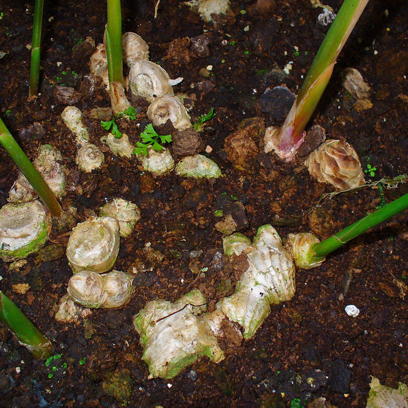 Ginger Root, Powder (Zingiber officinale)